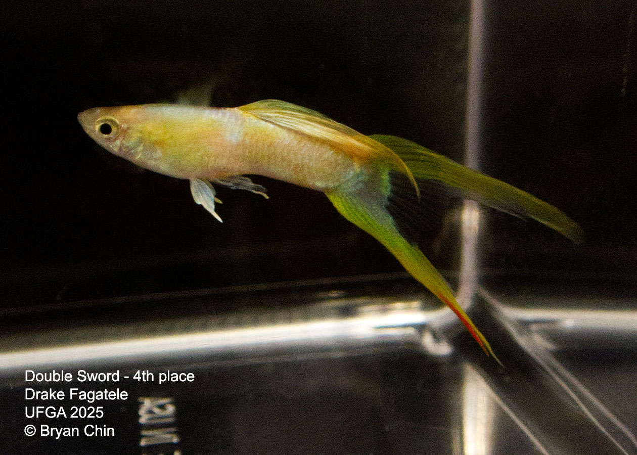 Guppy Double Swordtail